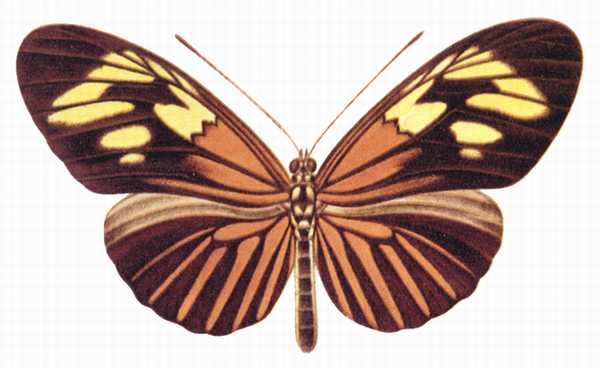 Геликонида Heliconius amazona.